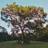 Josh Gluck - Leaves On a Tree - Single